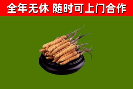 江口县回收冬虫夏草