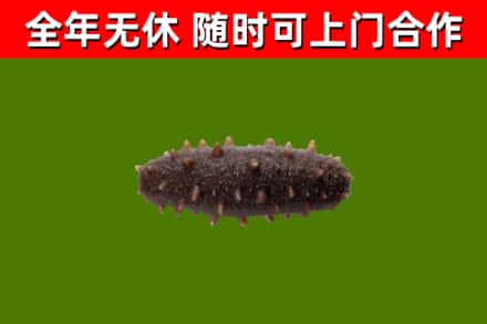 江口县回收海参干